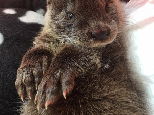 Vážně pokousaný vydří sameček svůj boj o život po dvou týdnech prohrál