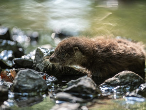 Vážně pokousaný vydří sameček svůj boj o život po dvou týdnech prohrál