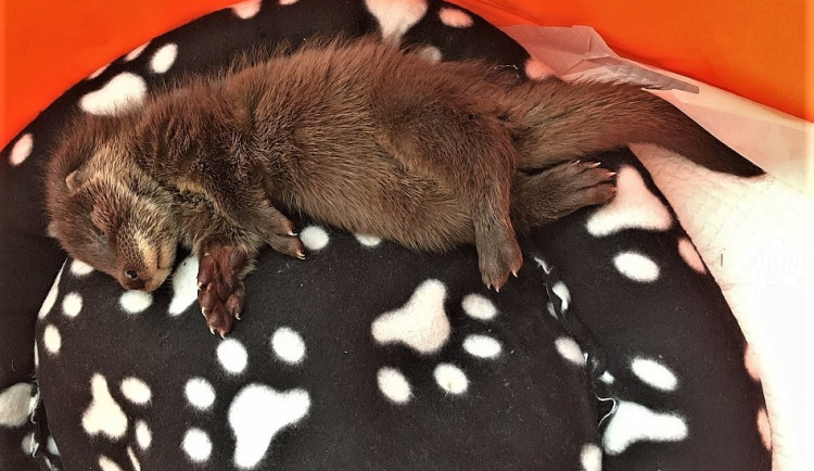 Vážně zraněného mladého samečka vydry se bohužel nepodařilo zachránit