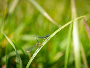 Park u Rakováčku v Rokycanech