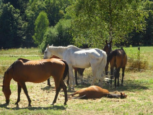 Veterináři odebrali chovatelce šest koní, v horkém létě byli bez vody i krmiva