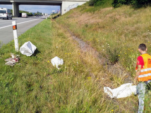 Hrůzný masakr labutí rodiny na dálnici D5