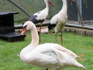 Labuť se zotavuje ze sv ých zranění v záchranné stanici živočichů