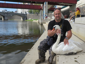 Karel Makoň se zachráněnou labutí