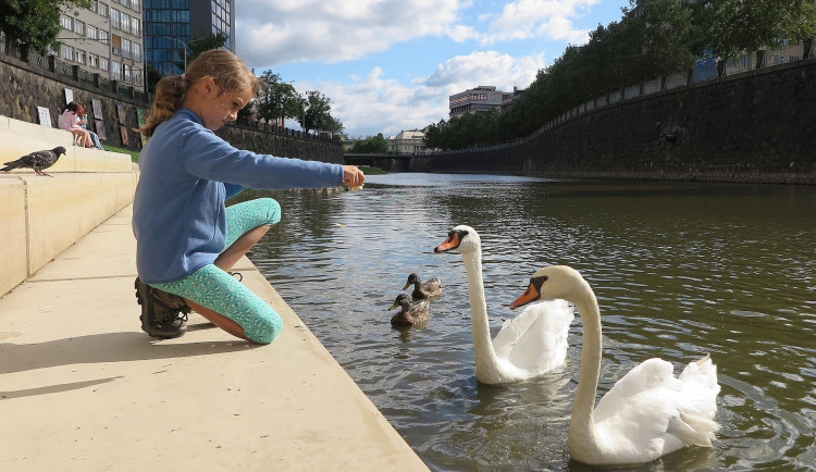 Labutí pár s hendikepem žije teď v poklidu na Radbuze v centru Plzně