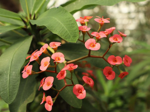 Sucho ve skleníku plzeňské zoologické a botanické zahrady, nová expozice ukáže život na poušti