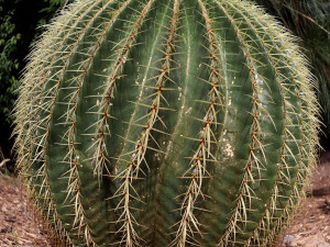 Sucho ve skleníku plzeňské zoologické a botanické zahrady, nová expozice ukáže život na poušti