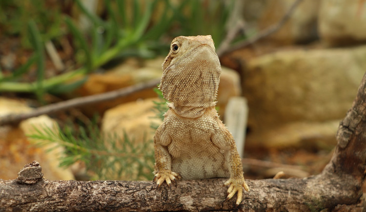 Sucho ve skleníku plzeňské zoologické a botanické zahrady, nová expozice ukáže život na poušti