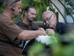 Vypouštění čápa s vysílačkou