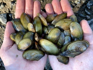 Z vypuštěné Borské přehrady stěhují biologové tisíce škeblí do nové lokality