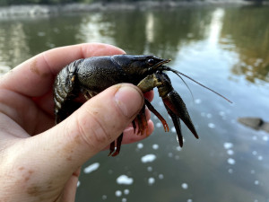 Z vypuštěné Borské přehrady stěhují biologové tisíce škeblí do nové lokality