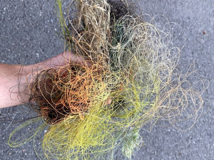 Z vypuštěné Borské přehrady stěhují biologové tisíce škeblí do nové lokality