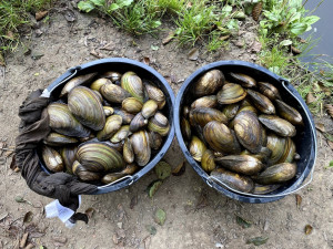 Z vypuštěné Borské přehrady stěhují biologové tisíce škeblí do nové lokality