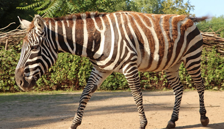 Při akci se uskuteční křest zebry