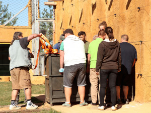 Dabir už je v novém domově