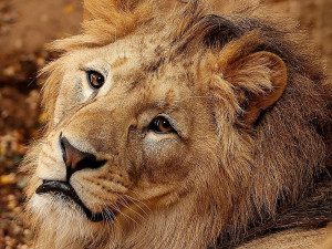 Mladý lev Dabir se z Plzně přestěhoval do středočeské zoo, ať se mu tam daří přejeme