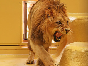 Mladý lev Dabir se z Plzně přestěhoval do středočeské zoo, ať se mu tam daří přejeme