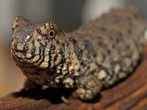 Zoo Plzeň má nový pavilon s čínskými prvky, uvnitř je k vidění asijská fauna i flóra