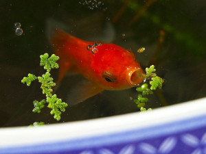 Zoo Plzeň má nový pavilon s čínskými prvky, uvnitř je k vidění asijská fauna i flóra