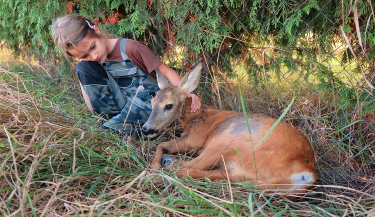 Tato srnka sražená autem už bohužel neměla žádnou šanci na záchranu života