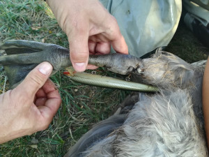 Labuťě zraňují rybářské háčky a zamotané vlasce, bez pomoci člověka umírají