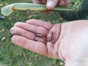 Labuťě zraňují rybářské háčky a zamotané vlasce, bez pomoci člověka umírají