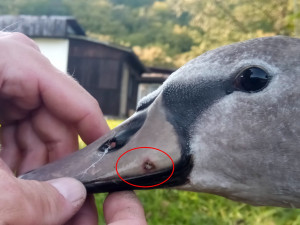Labuťě zraňují rybářské háčky a zamotané vlasce, bez pomoci člověka umírají