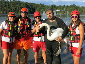 Labuťě zraňují rybářské háčky a zamotané vlasce, bez pomoci člověka umírají