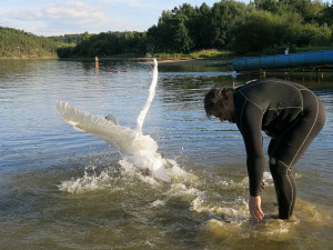 Labuťě zraňují rybářské háčky a zamotané vlasce, bez pomoci člověka umírají
