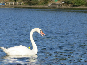 Labuťě zraňují rybářské háčky a zamotané vlasce, bez pomoci člověka umírají