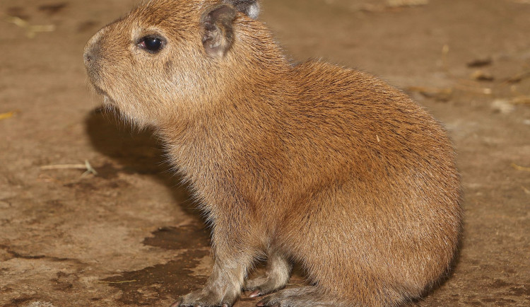 Malá kapybara se má čile k světu