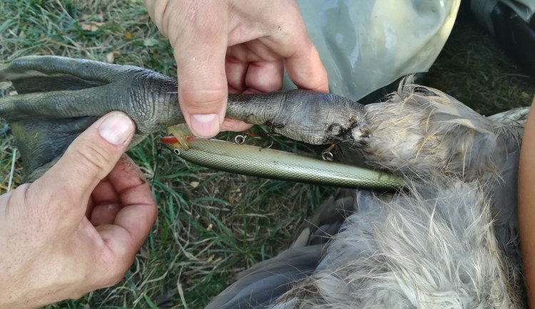 Labuťě zraňují rybářské háčky a zamotané vlasce, bez pomoci člověka umírají