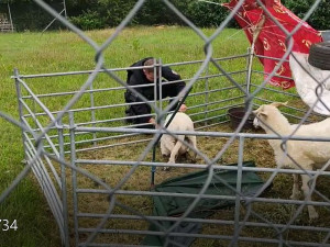 Policista zachraňoval ovečku, která se hlavou zaklínila v ohradníku, další vysvobodil jelena zapleteného do drátů