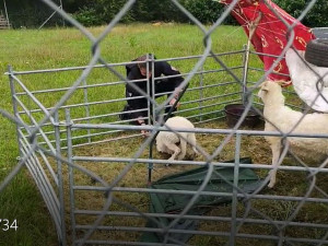 Policista zachraňoval ovečku, která se hlavou zaklínila v ohradníku