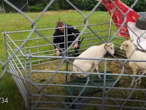 V tomto okamžiku už byla ovečka z pasti vysvobozená