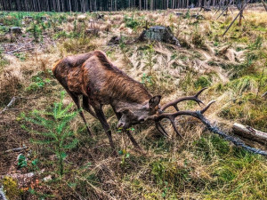 Jelen se zapletl parohy do oplocení lesní školky