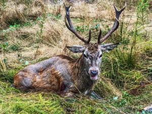 Zachráněné zvíře po vysvobození takto krásně zapózovalo