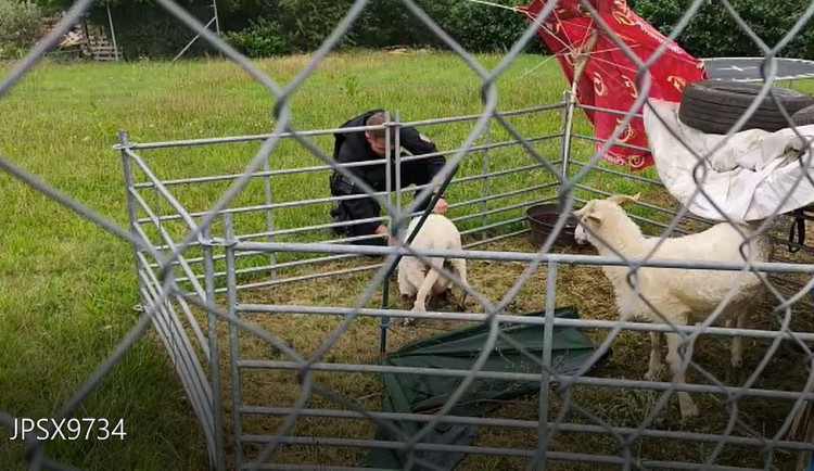 Policista zachraňoval ovečku, která se hlavou zaklínila v ohradníku