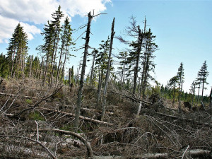 Takto vypadala Šumava po neméně ničivém orkánu Kyrill