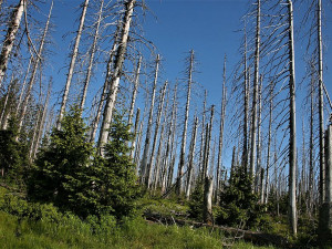 Takto vypadala Šumava po neméně ničivém orkánu Kyrill