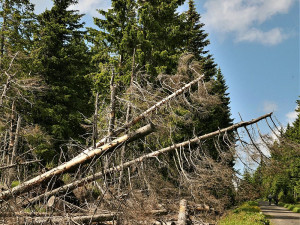 Takto vypadala Šumava po neméně ničivém orkánu Kyrill
