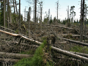 Takto vypadala Šumava po neméně ničivém orkánu Kyrill