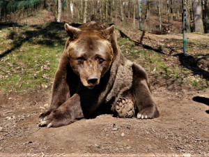 Pišta odešel do medvědího nebe, plzeňská zoo tak přišla o nejdéle chovaného savce