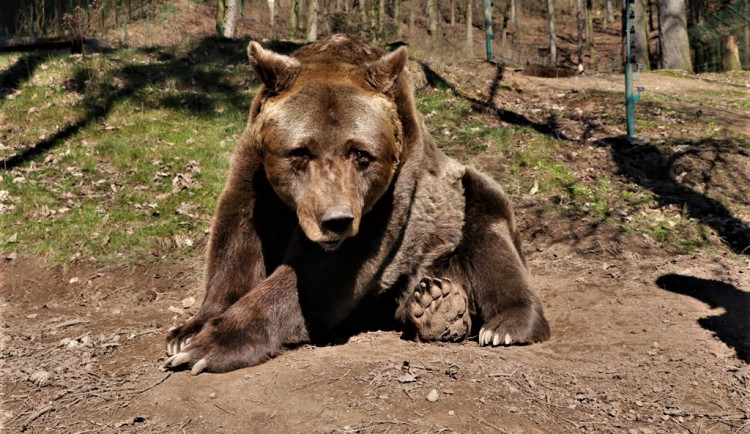 Pišta odešel do medvědího nebe