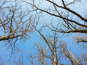 Plzeňané vyrážejí častěji do městských rekreačních oblastí, množí se tam nepořádek