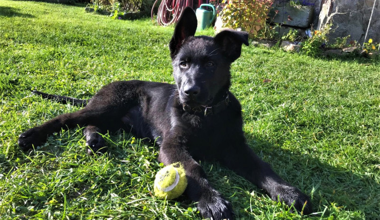 Bárt už prochází náročným výcvikem