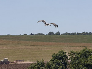 Kryštof je borec! Čáp bílý z Plzeňska doletěl s vysílačkou až do Afrického Senegalu
