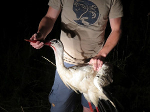 Záchrana Kryštofa při jeho letošním zranění