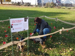 Vlčí máky začínají plnit záhon v centru Plzně, lidé uctívají památku válečných veteránů