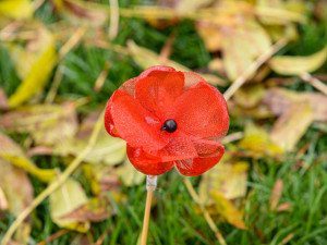 Záhonek s vlčími máky v centru Plzně se zaplňuje, zasadit květ přišel i primátor Baxa